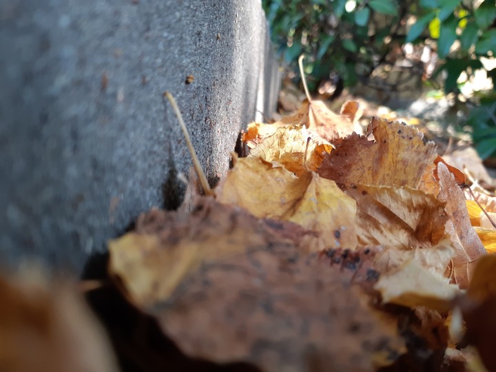 Autumn 