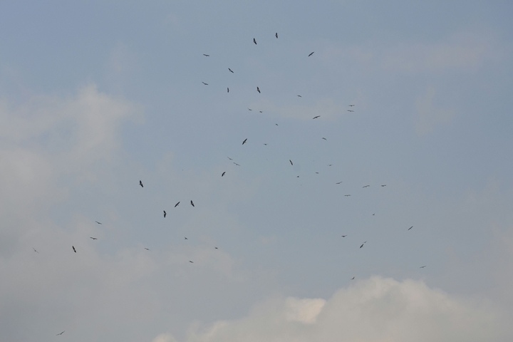Birds in Kenya