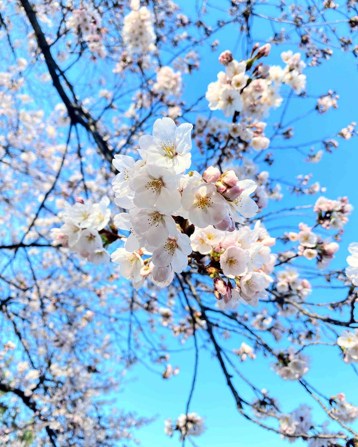 peachs blossom