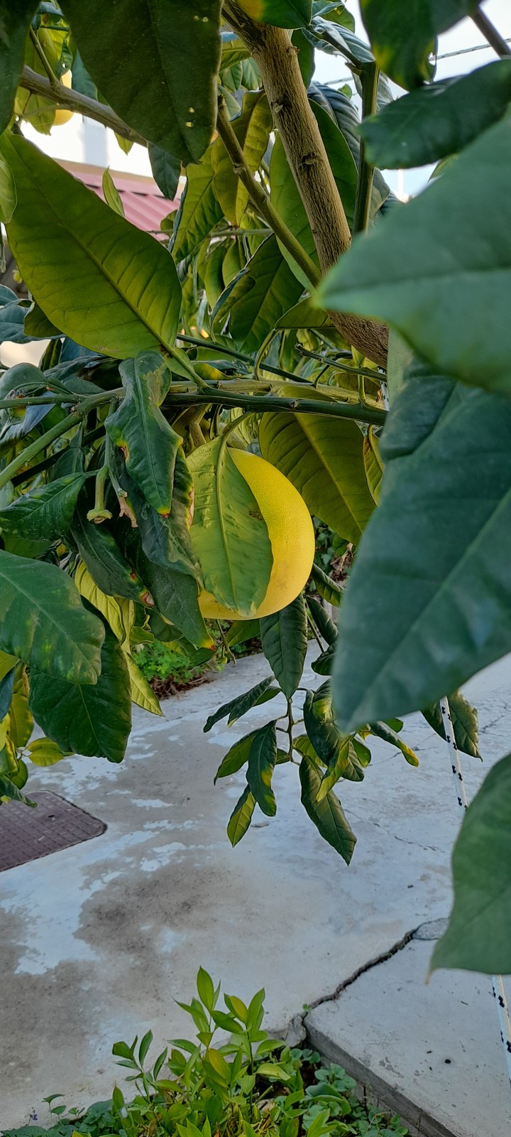 pomelo