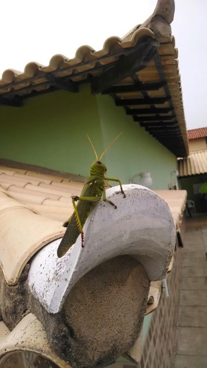 Grilo