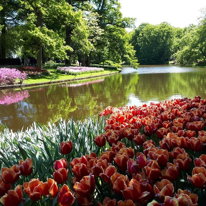 Colourful tulips
