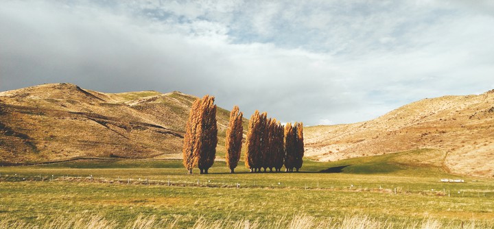 Trees