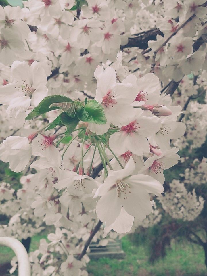 Korean spring flowers