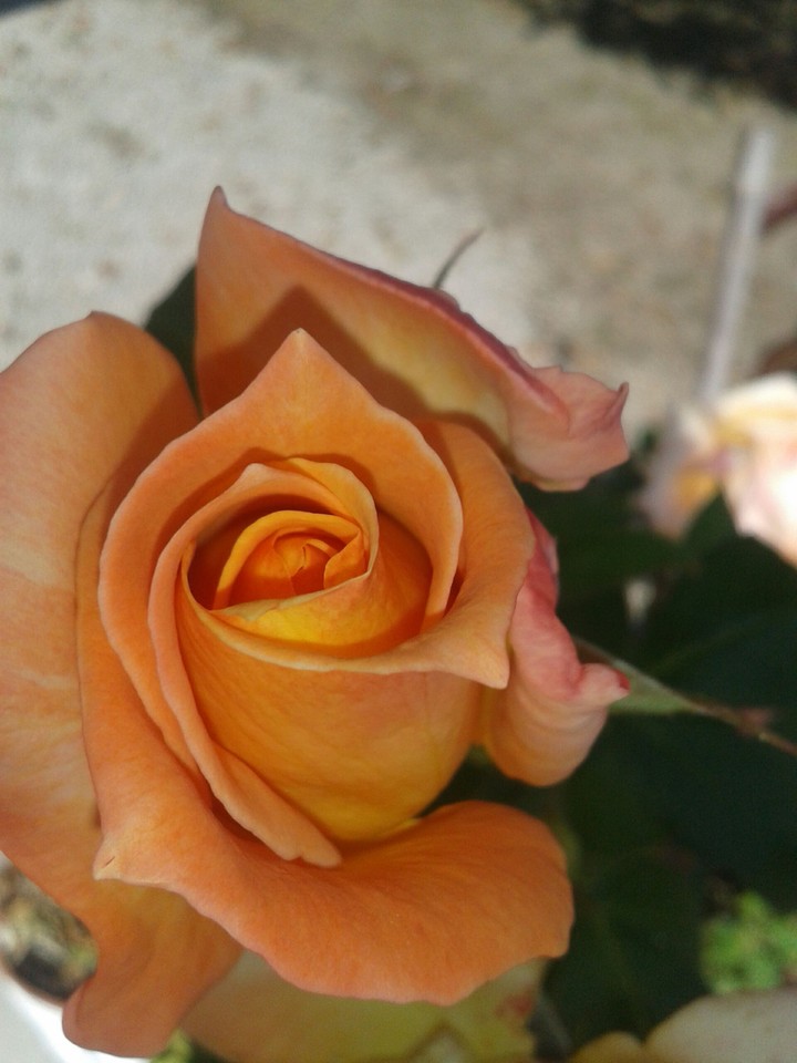 rose orange