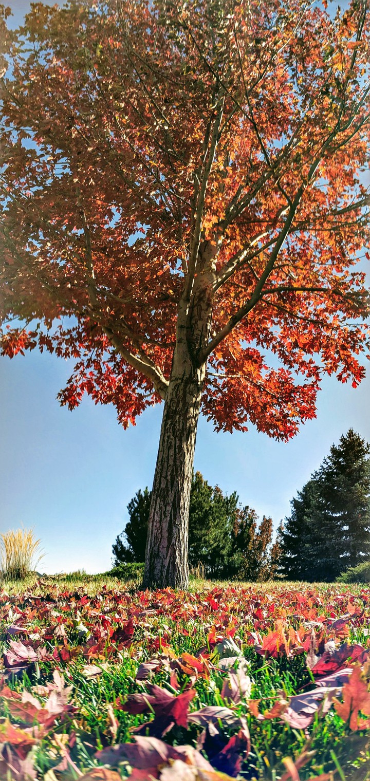 Peak fall