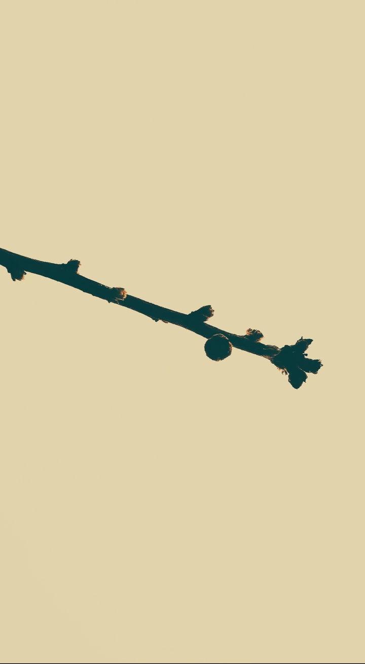 dry peach branch
