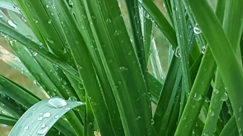 rain Drops
