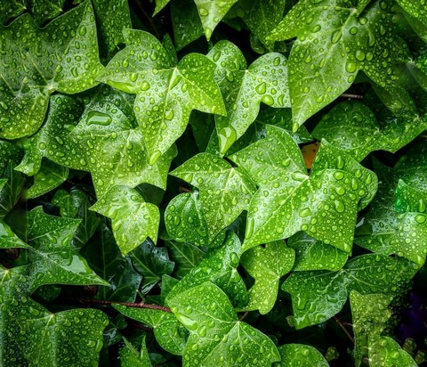 leaf