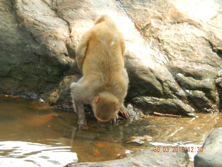 monkey