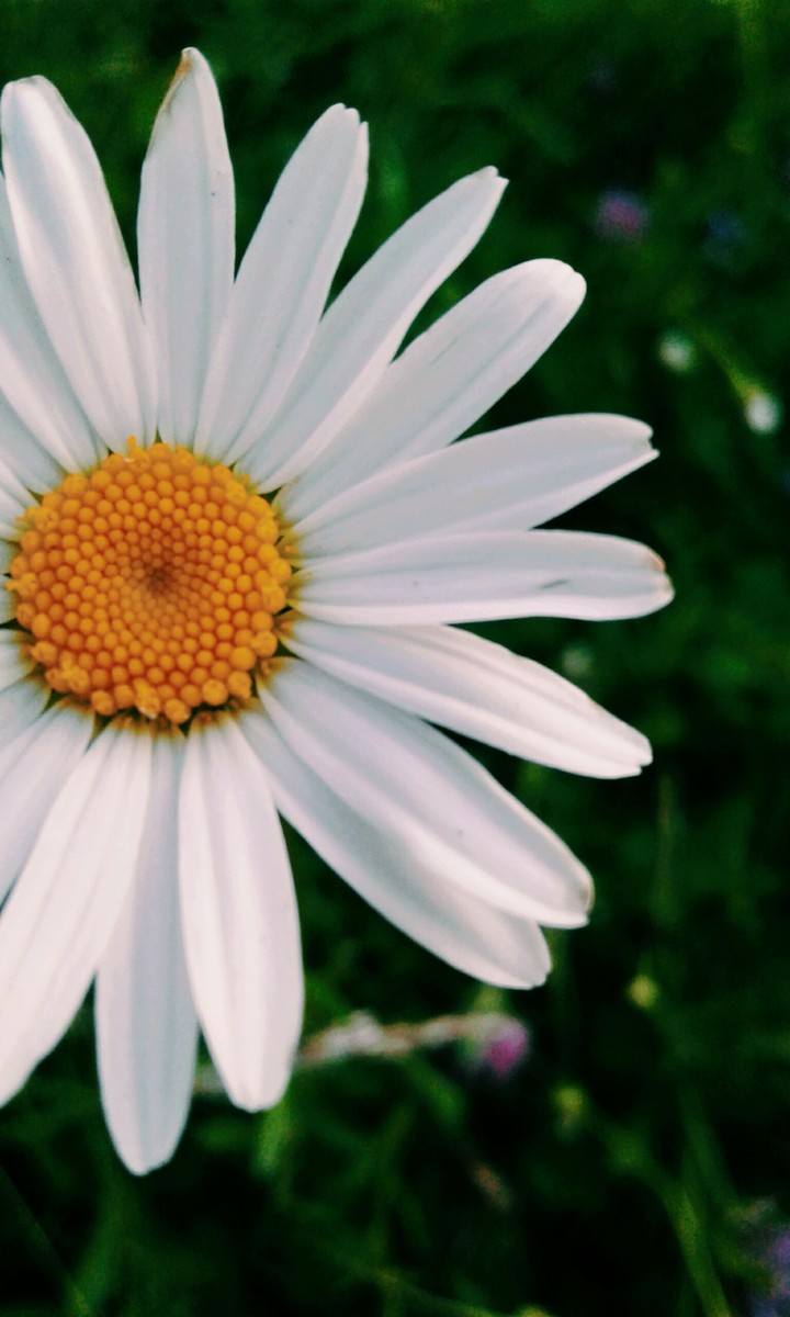 Daisy