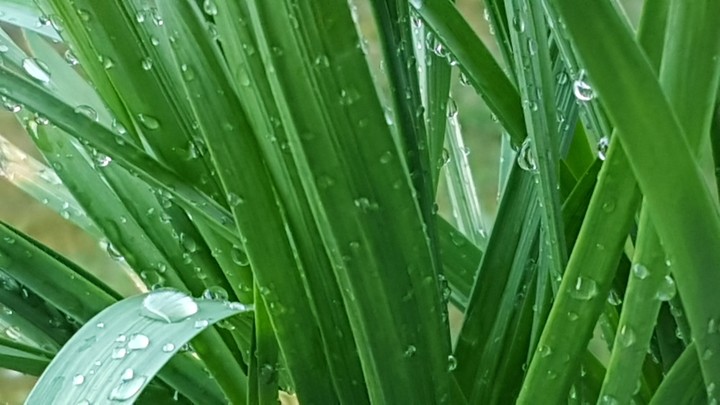 rain Drops