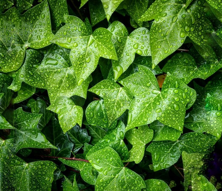 leaf