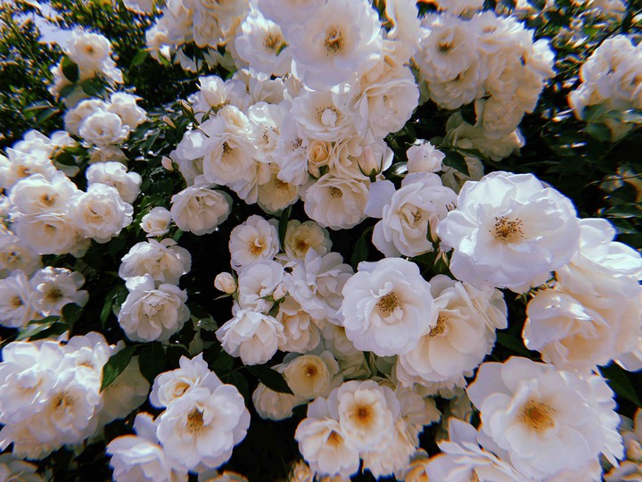 roses