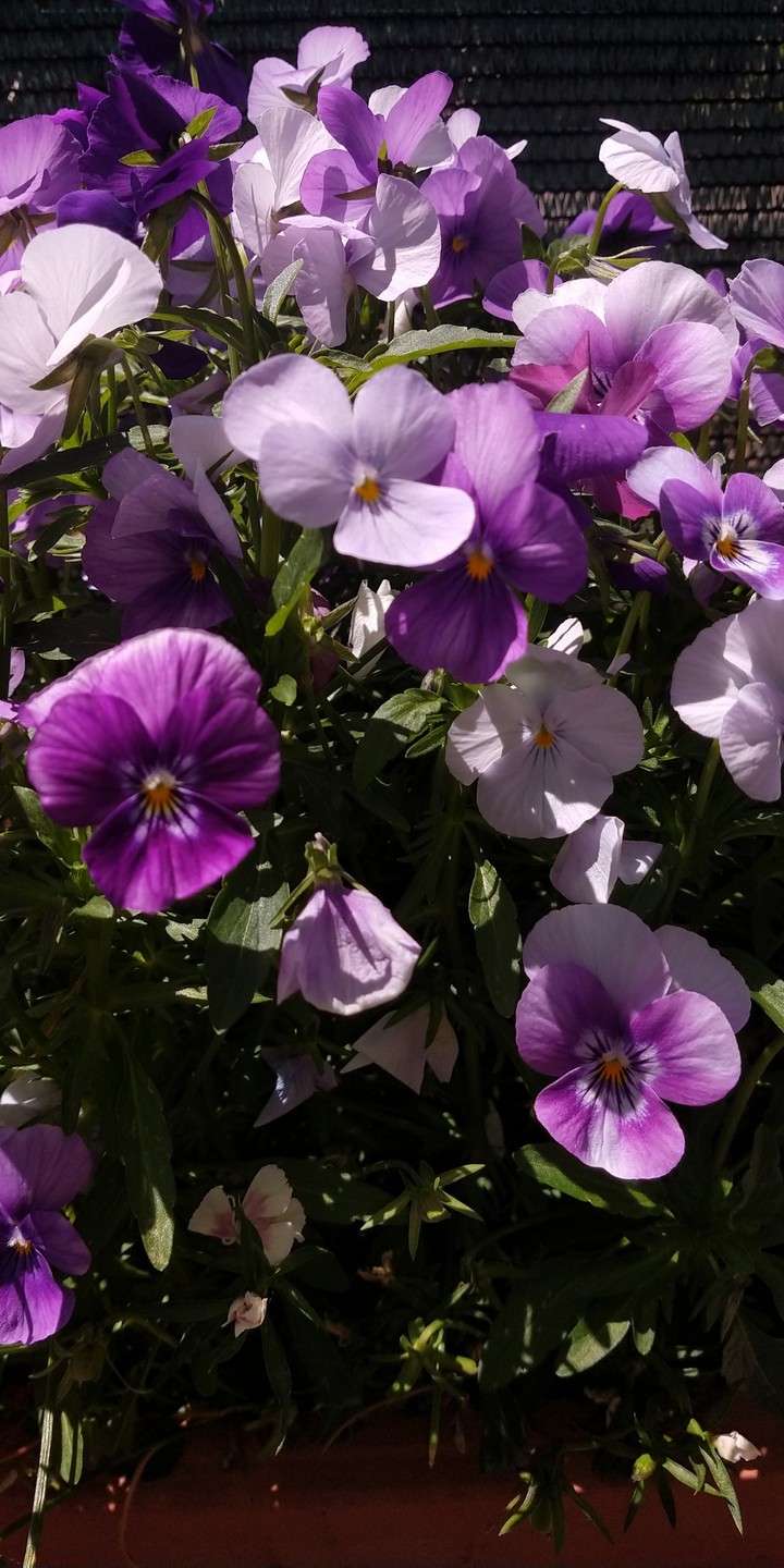 fiori