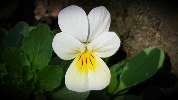 spring flower