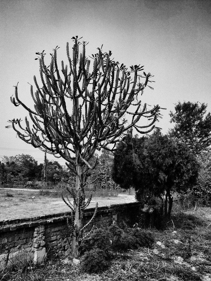 cactus