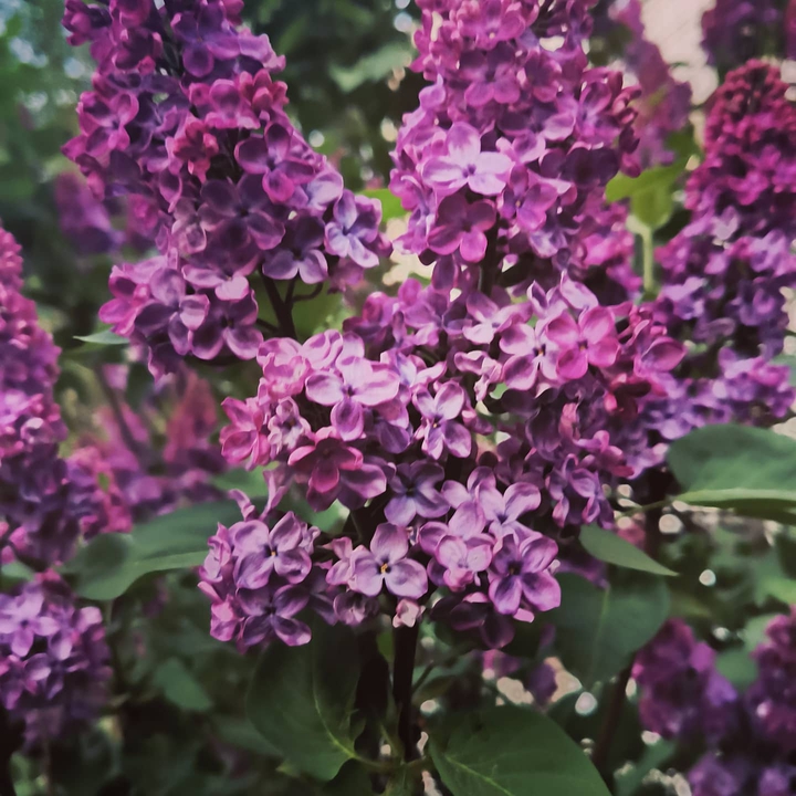 Сирень