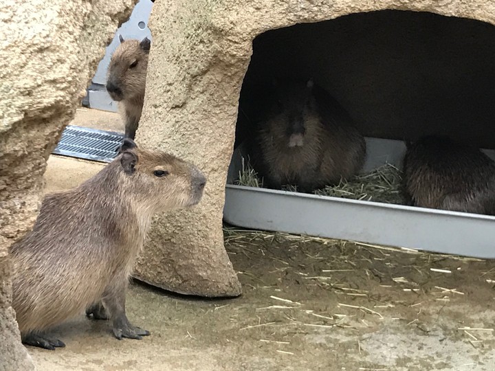 capybara