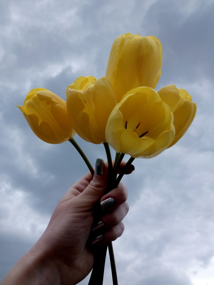 Bunch of tulips