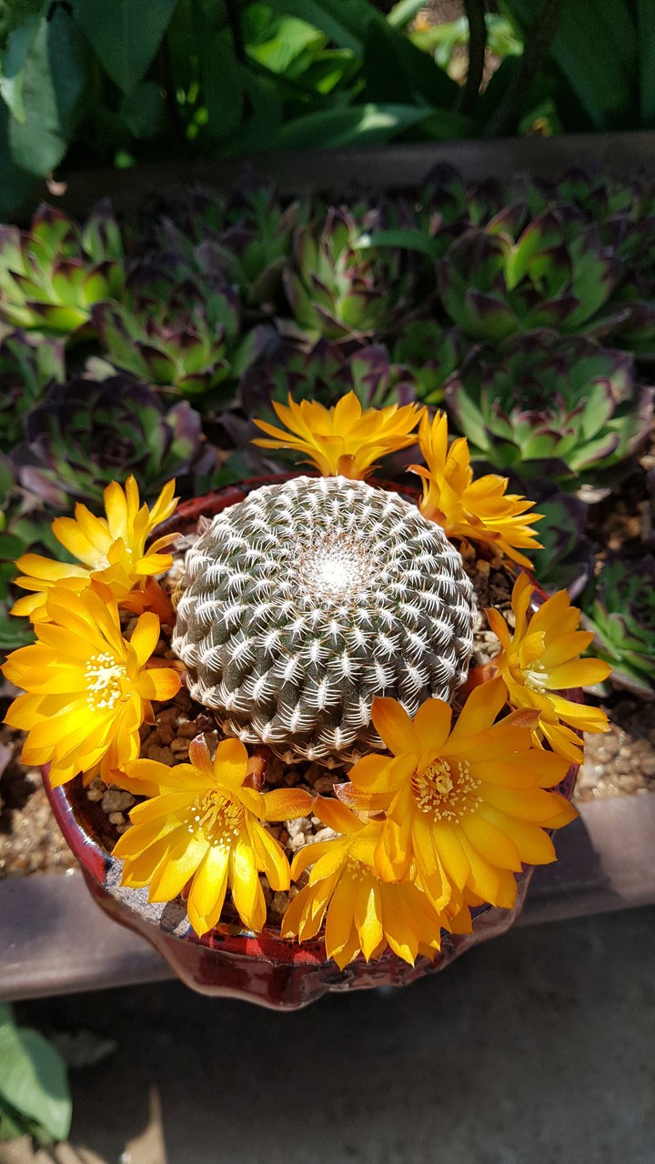 cactus