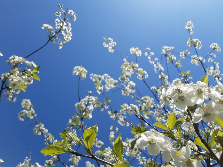 spring