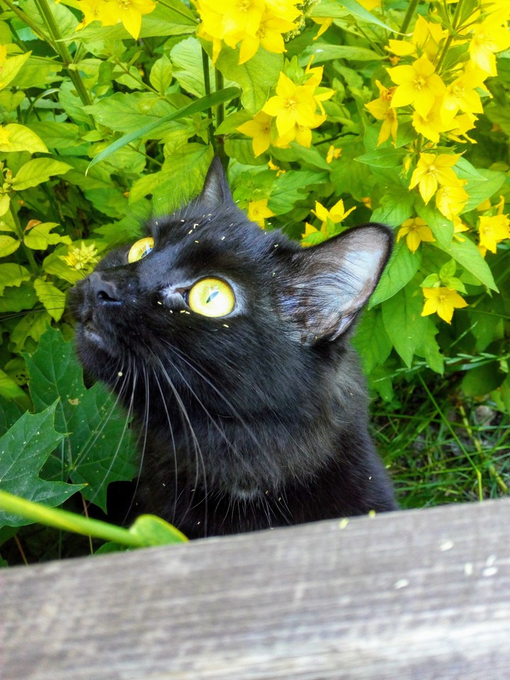 кошка