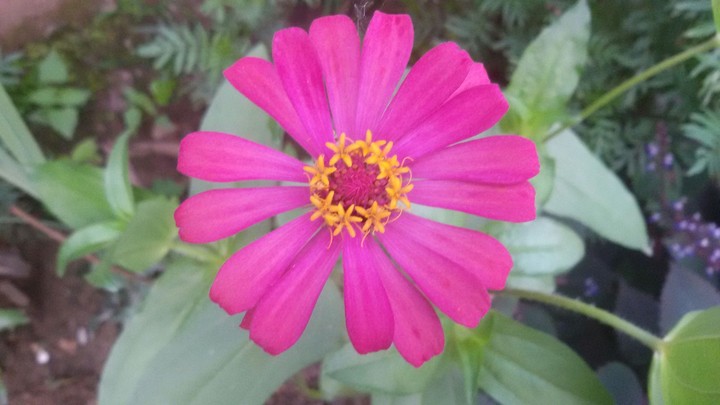 Pink Flower