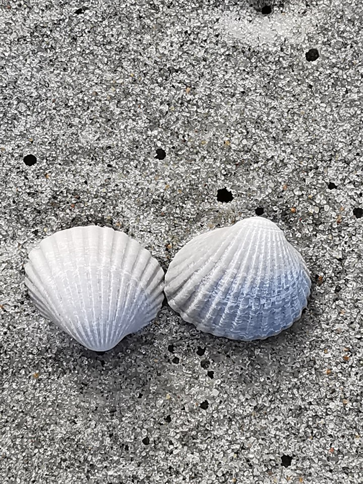 scallop