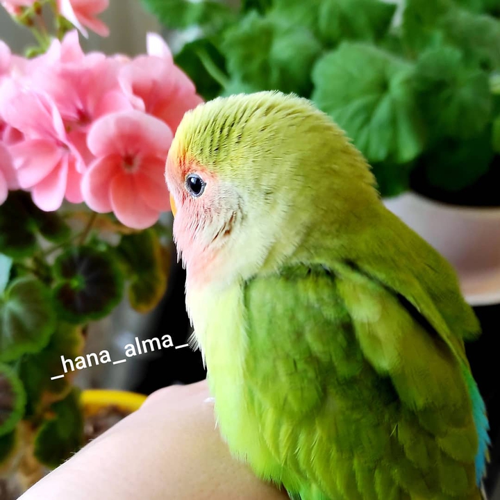 parrot