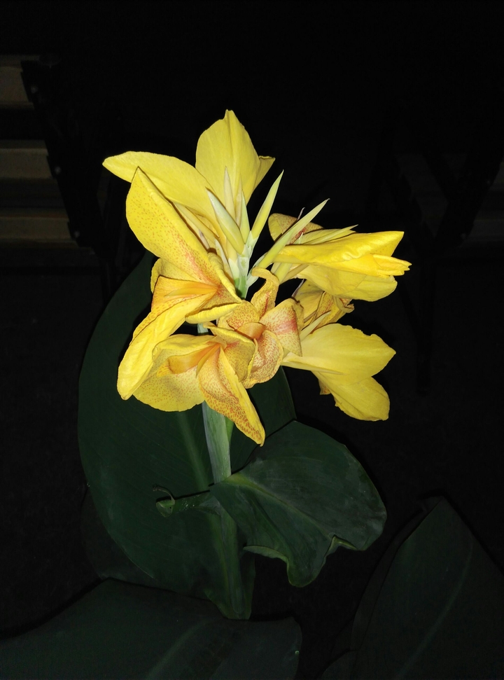 yellow flowers...