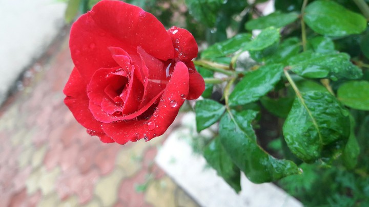 roses roses all around