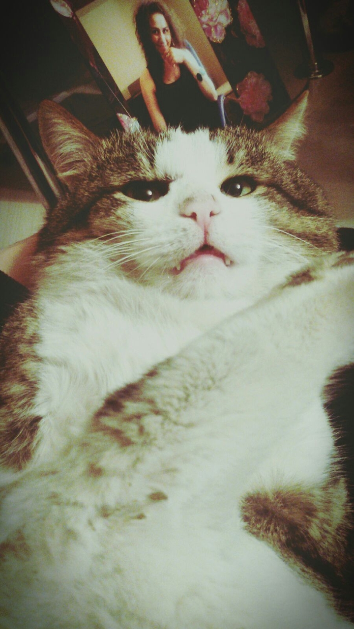 my cat