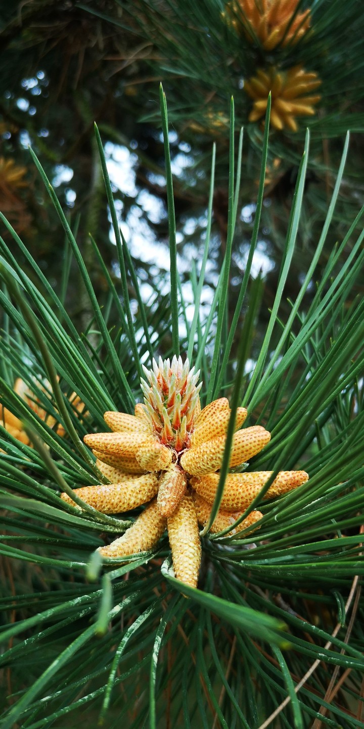 Kiefernblüten