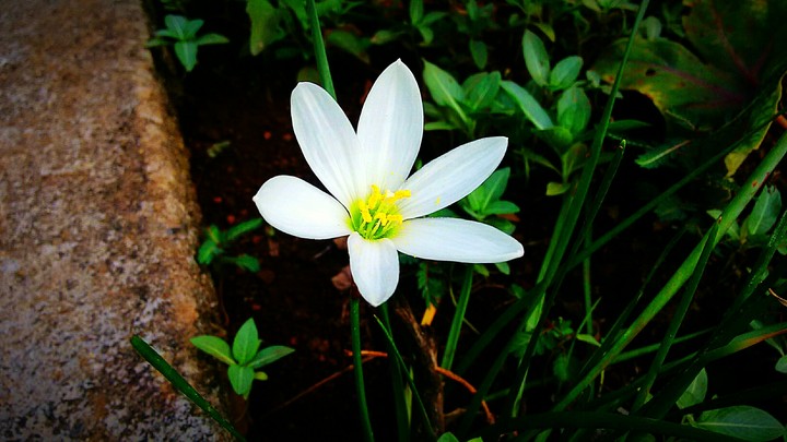 flowers
