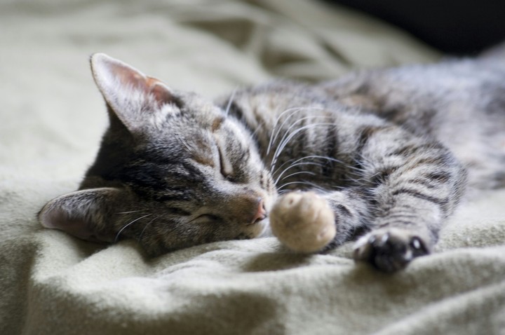cat