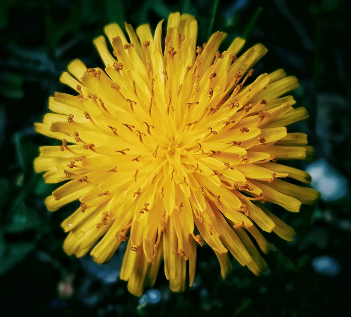 spring