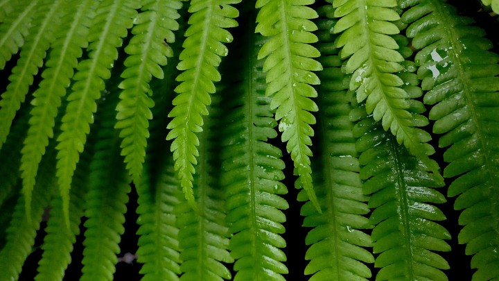 beautiful leave hd