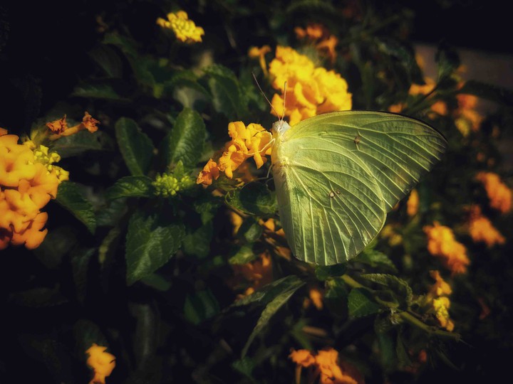 Lost in Peace
