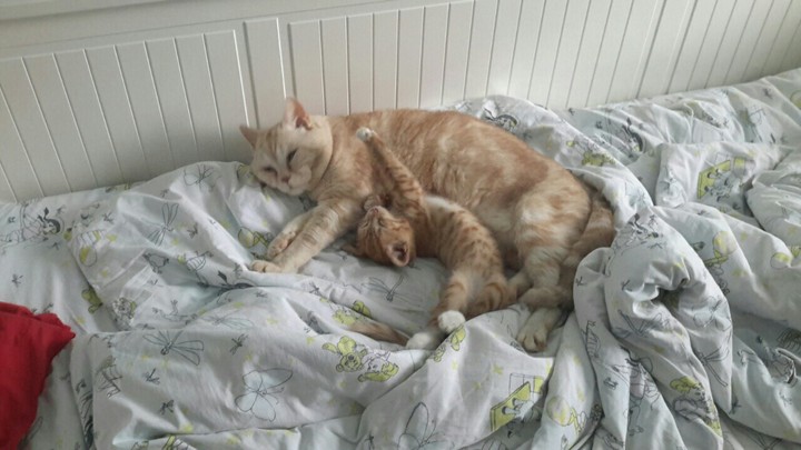 котики
