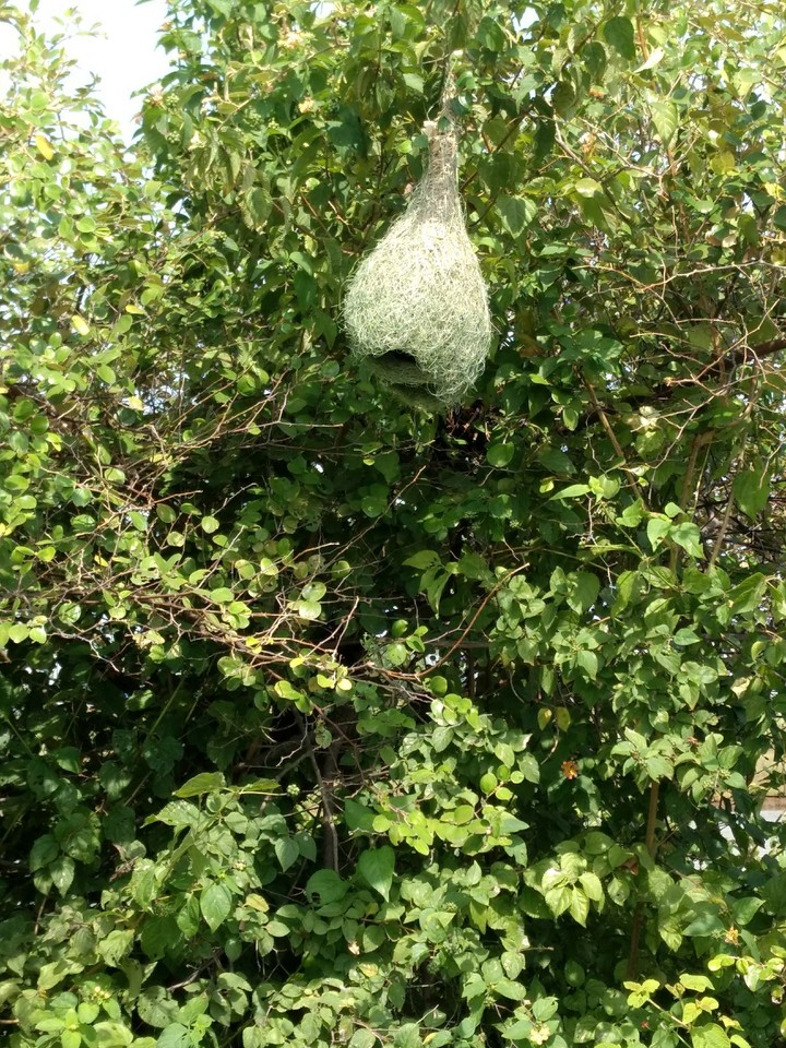 nature