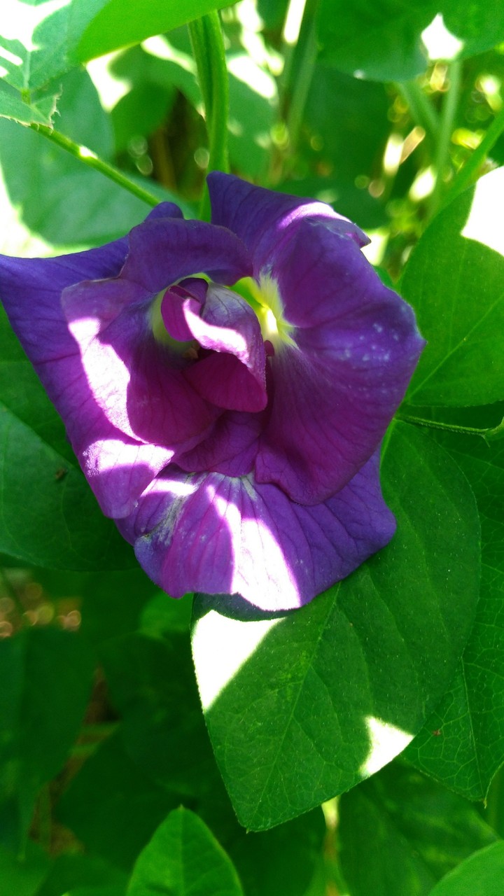 violet flower#velvet aestivation