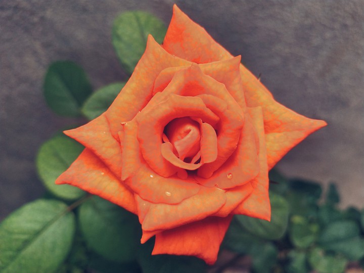 rose