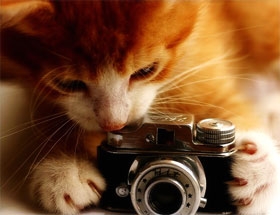 cat camera