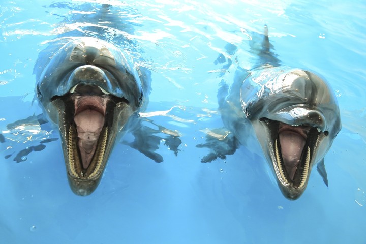 dolphins
