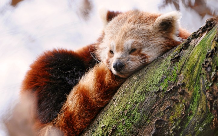 Коротко о таких милых соней)))))