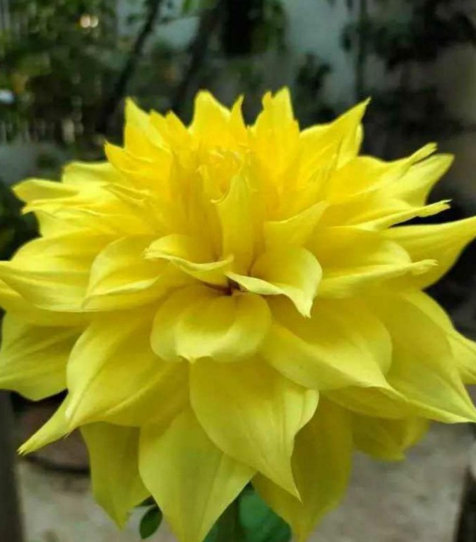 The beautiful flower