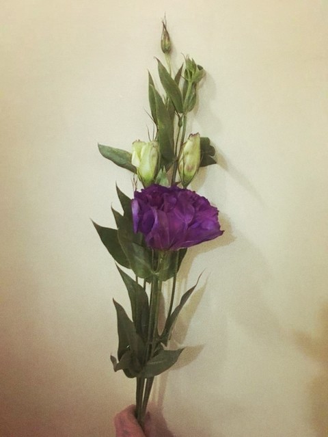 flower, vase wallpapers