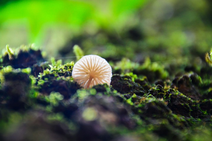 mushrooms