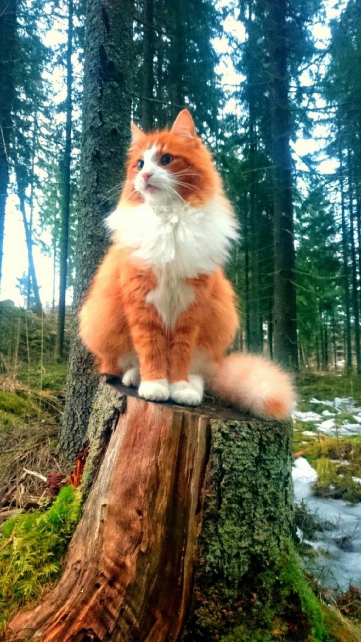 숲속 고양이